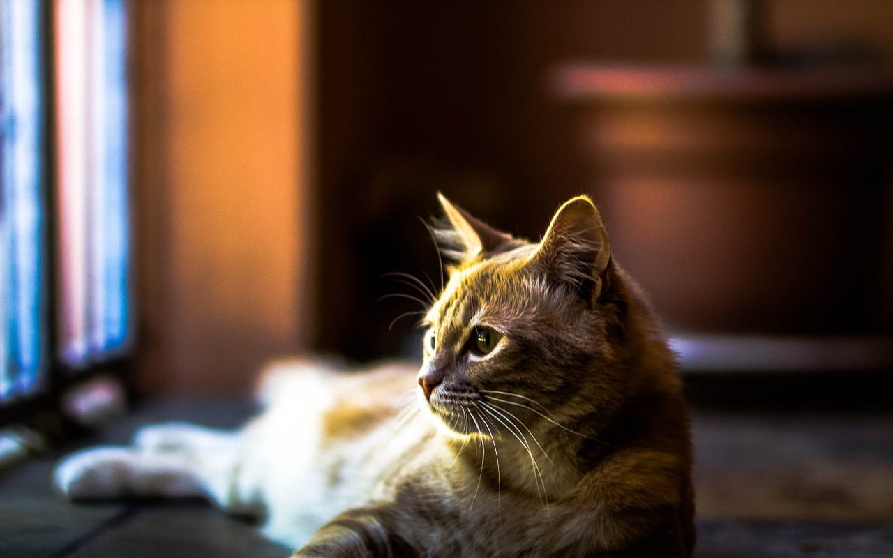 cat