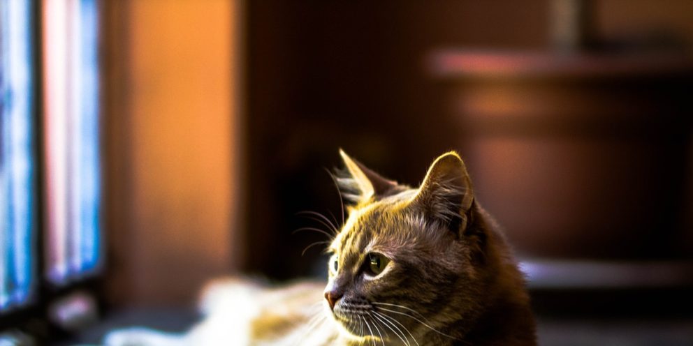 Ways to Keep Your Cat Comfortable at Home