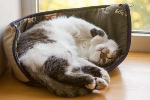 cat