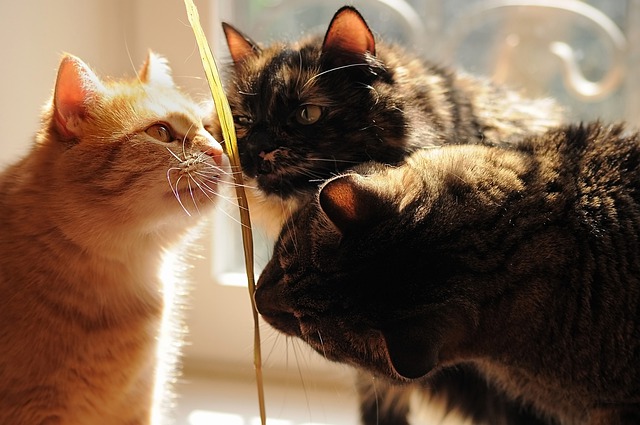 cats