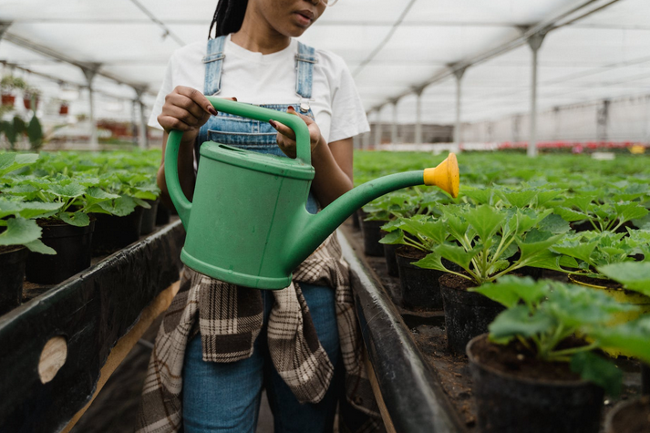 Gardening Tips for Beginner Gardeners at Home