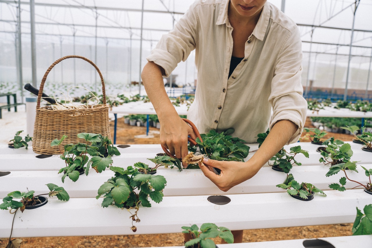 Easy Ways to Set Up a Hydroponic Garden