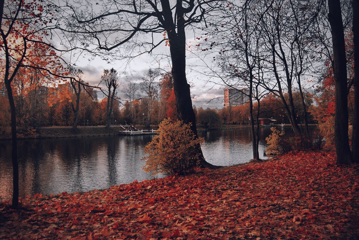 Reasons to Grow Trees Around Your Estate