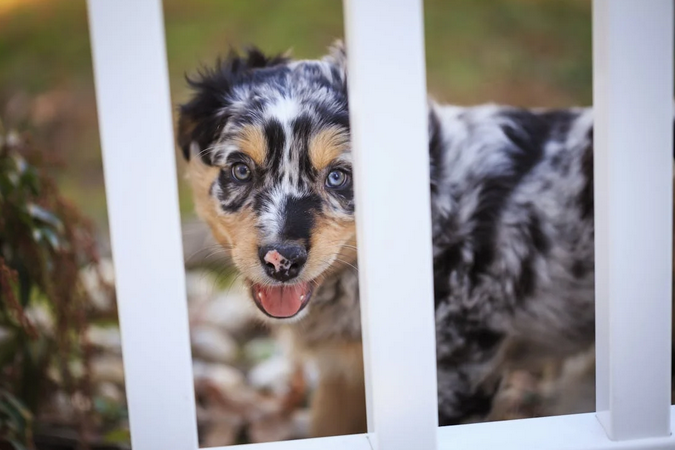 Fence Armor for Dog Owners: The Best Solution to Prevent Chewing & Digging Damage